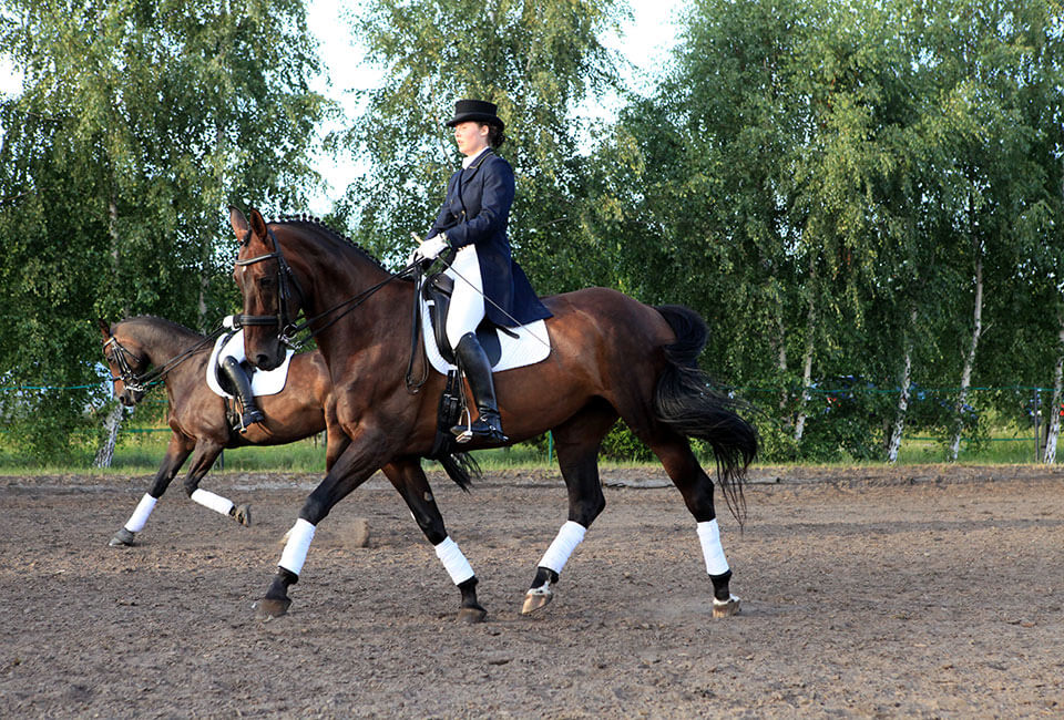Ausbildung von Dressurpferden - Cora Bachmann